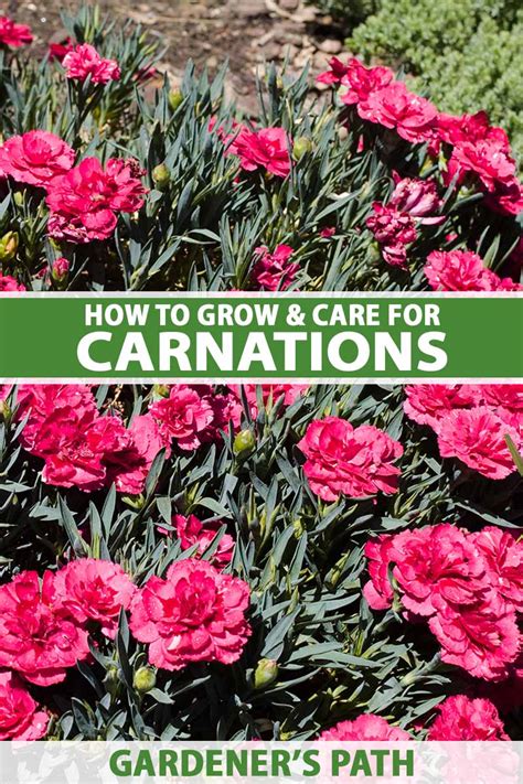 How to Plant, Grow and Care For Carnation Flowers .